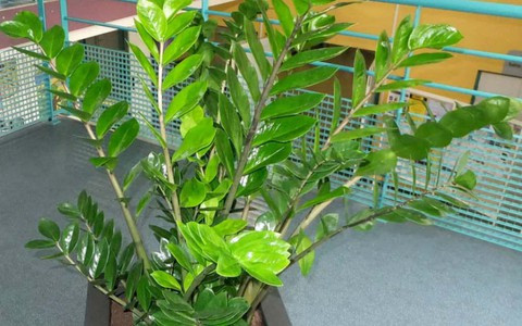  Có tên khoa học là Zamioculas Zamiifolia, cây kim tiền thuộc họ Ráy và có nguồn gốc từ châu Phi. Lá của cây kim tiền có màu xanh bóng, thể hiện sức sống khỏe mạnh và cường tráng.
