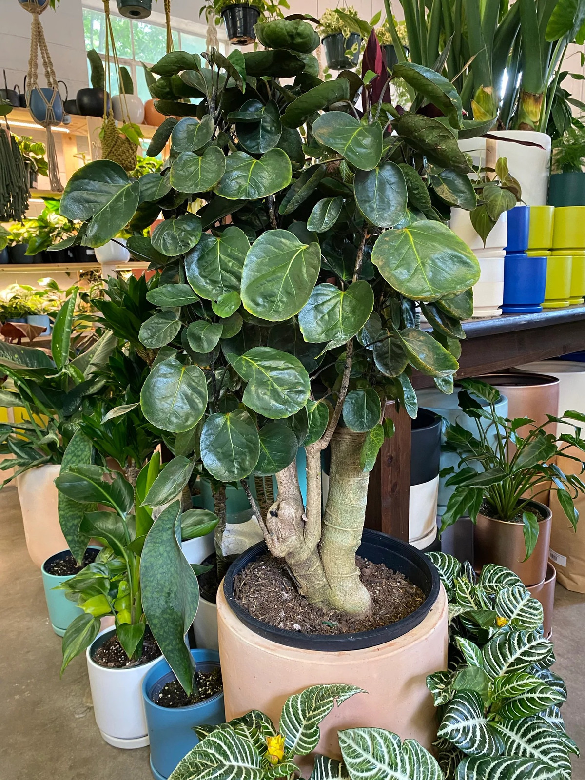 Cây cảnh này giúp ngăn chặn các điềm xấu và giữ được tài lộc cho gia chủ của mình. Đương nhiên, đinh lăng túi tiền còn mang lại sự thịnh vượng, làm ăn phát tài phát lộc cho gia chủ. Mọi người còn thích treo thêm 1 số vật phẩm thu hút may mắn và tài lộc màu đỏ lên cây này để tăng thêm vận may.