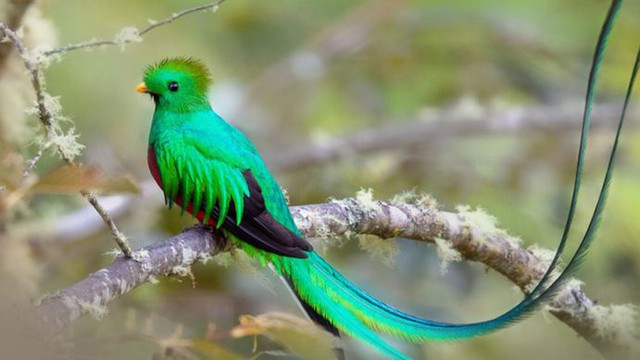 Đối với người Maya và Aztec, nuốc nữ hoàng được xem là biểu tượng thiêng liêng. Nó được cho là tượng trưng cho thần linh nên người dân không được phép giết hại chúng. Giai cấp thống trị Aztec và Maya thường sẽ bắt những con nuốc nữ hoàng đực để lấy lông đuôi làm mũ đội đầu rồi thả chúng ra. Những chiếc lông vũ bị rụng hoặc được nhổ lấy đã trở thành một loại tiền tệ có giá trị, chính vì thế mà loài chim Nuốc nữ hoàng thành tên gọi của đơn vị tiền tệ của Guatemala, bắt đầu từ năm 1925.