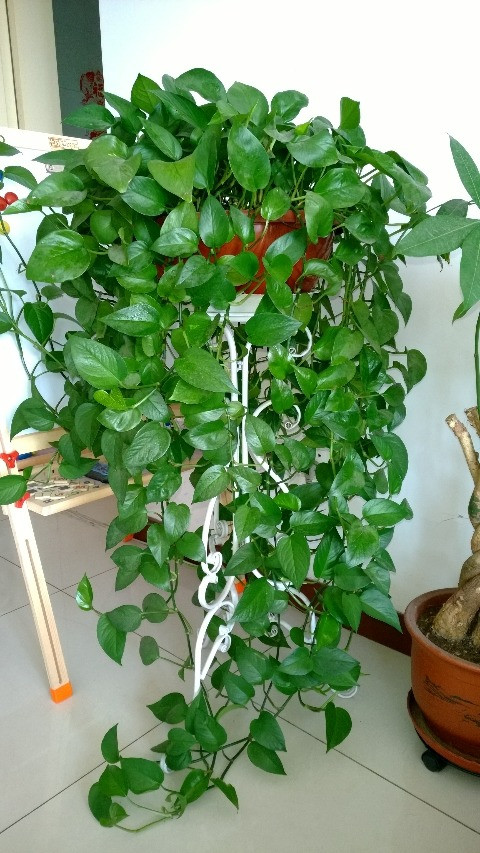  Lá của cây lan chi mảnh mai và đẹp, rủ xuống từ ngọn thân như một thác nước xanh, mang đến một chút xanh tươi cho không gian. Còn cây cảnh trầu bà xanh với dáng vẻ phát triển xòe rộng có thể dùng làm cây leo trang trí hoặc làm cây cảnh nhỏ trên bàn làm việc để thêm chút sức sống. 