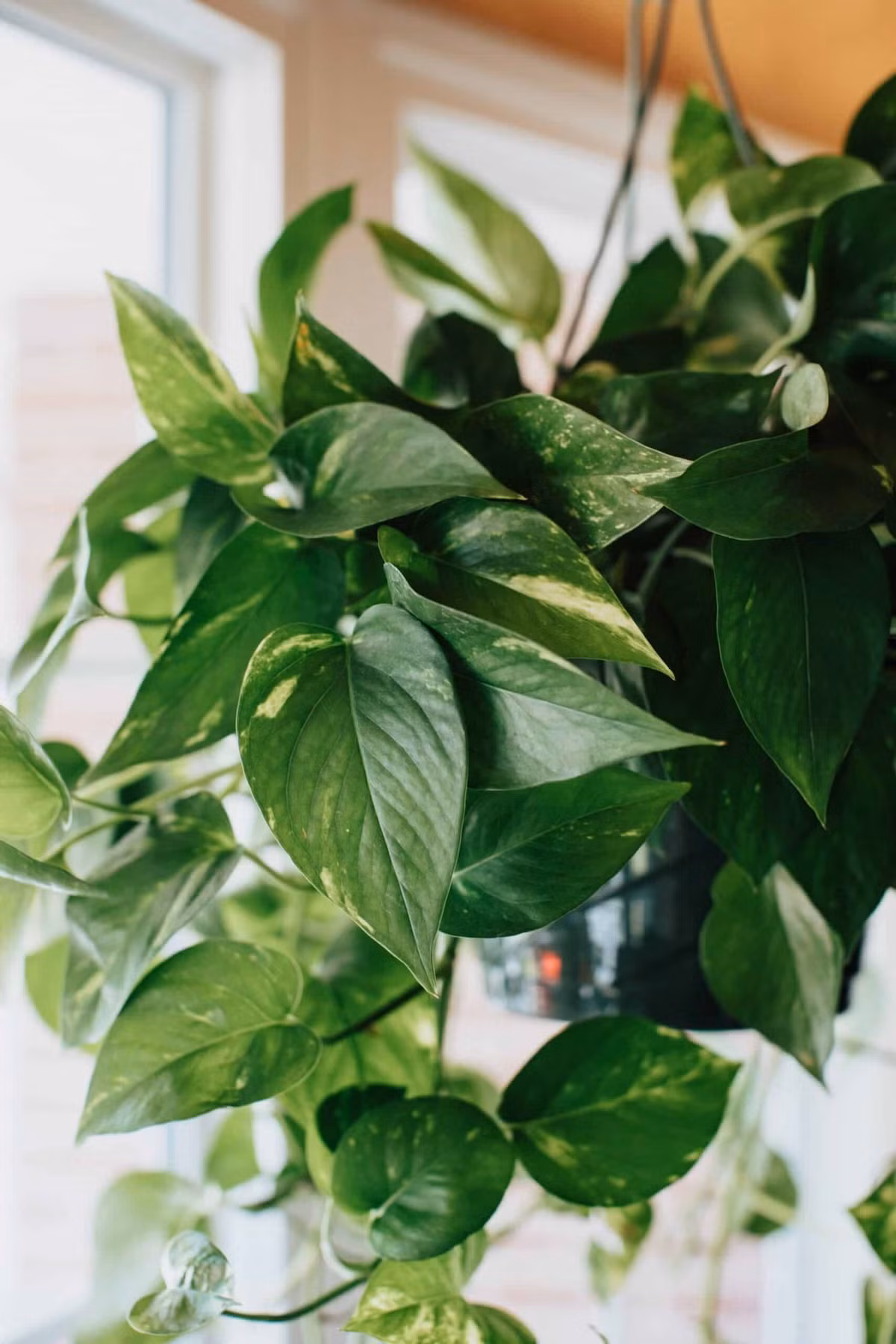  Để chăm sóc 2 cây cảnh này bạn cần đặt chúng ở nơi có ánh sáng khuếch tán, tránh ánh nắng trực tiếp vì ánh nắng gắt có thể làm cháy lá. Đồng thời bạn hãy giữ đất hơi ẩm và tránh ngập úng để cây phát triển tốt.