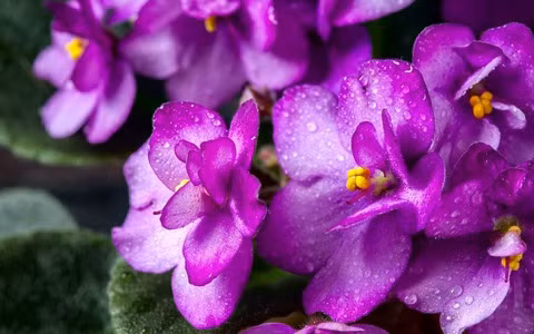 Để chăm sóc 2 cây cảnh này, đối với, bạn nên đặt cây cảnh ở nơi có độ ẩm không khí cao hơn và ánh sáng dịu nhẹ. Sử dụng chậu hoa trong suốt hoặc khay đáy để duy trì độ ẩm nhất định sẽ giúp cây cảnh phát triển. 