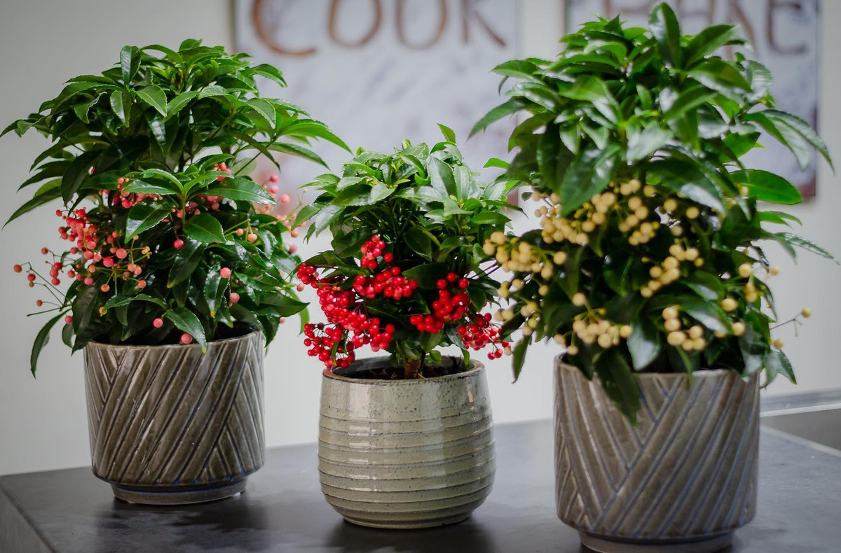 Còn cây cảnh kim ngân ưa nắng và chịu bóng râm, nhưng không nên để cây tiếp xúc với ánh nắng mặt trời trong thời gian dài. Tưới nước nên theo nguyên tắc đất khô hẳn thì tưới đẫm, tránh ứ đọng nước và thối rễ. 