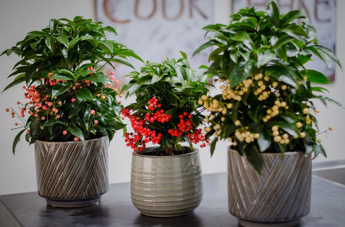 Còn cây cảnh kim ngân ưa nắng và chịu bóng râm, nhưng không nên để cây tiếp xúc với ánh nắng mặt trời trong thời gian dài. Tưới nước nên theo nguyên tắc đất khô hẳn thì tưới đẫm, tránh ứ đọng nước và thối rễ. 