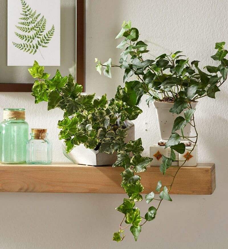  Chúng không chỉ chịu được bóng râm mà còn có thể tăng độ ẩm trong nhà và cải thiện chất lượng không khí một cách hiệu quả. Để cây cảnh này phát triển tốt hãy đặt chúng ở nơi có nhiều ánh sáng khuếch tán, tránh ánh nắng trực tiếp, giữ đất ẩm nhưng không quá ướt và thỉnh thoảng phun nước lên lá để tăng độ ẩm giúp lá tươi tắn.