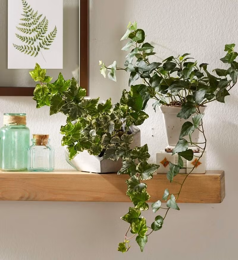  Chúng không chỉ chịu được bóng râm mà còn có thể tăng độ ẩm trong nhà và cải thiện chất lượng không khí một cách hiệu quả. Để cây cảnh này phát triển tốt hãy đặt chúng ở nơi có nhiều ánh sáng khuếch tán, tránh ánh nắng trực tiếp, giữ đất ẩm nhưng không quá ướt và thỉnh thoảng phun nước lên lá để tăng độ ẩm giúp lá tươi tắn.