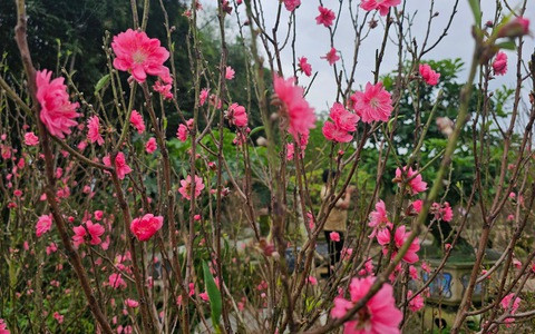 Trong phong thủy, hoa đào có thể giúp xua đuổi bách quỷ cùng những điều không may, từ đó mang lại cho con người một năm mới bình yên và hạnh phúc. Người xưa cho rằng, trồng cây đào trong sân hoặc đặt cây đào bonsai trong nhà có thể xua đuổi tà ma, tai ương, mang lại sự bình yên cho gia đình.