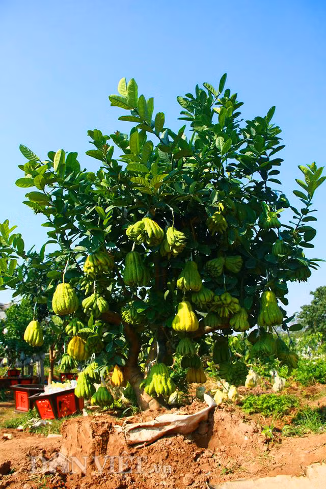 Quả phật thủ có hương thơm thanh thoát, theo phong thủy, cây cảnh phật thủ có thể trừ tà, mang đến may mắn, tốt lành cho gia chủ, đón khách quý, mang đến tài lộc.