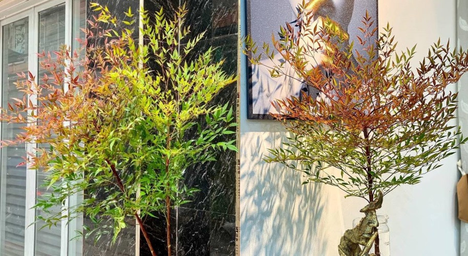 Nhìn chung, cây cảnh này có sự thanh lịch, mang phong cách quý phái. Màu lá bắt mắt và những chuỗi quả đỏ rực rỡ khiến cho nam thiên trúc mang những ý nghĩa tốt lành như sức khỏe trường thọ, vận may tài lộc, gia đình thịnh vượng, con cháu sung túc.