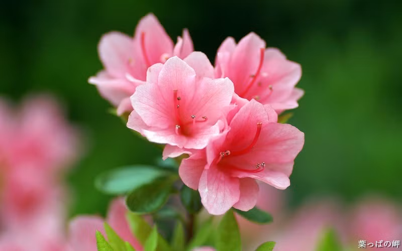  Ngoài ra, cây đỗ quyên còn có thể hấp thụ khí cacbonic, cacbon monoxit... và còn có thể hấp thụ bụi bẩn trong không khí, giúp không khí trong nhà sạch sẽ, trong lành hơn.