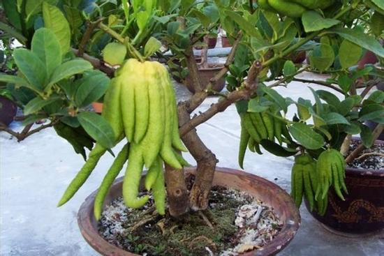 Mùi hương này có tác dụng làm dịu tâm trạng và khiến mọi người cảm thấy dễ chịu. Ngoài ra, nó còn có tác dụng tăng cường lá lách và sự thèm ăn, giúp con người khỏe mạnh.