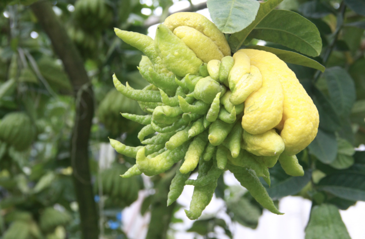  Nó cũng có nhiều ưu điểm. Ví dụ, cành, lá và quả của nó đều tỏa ra mùi hương trái cây, và mùi hương kéo dài. Nếu bạn trồng một cây trong nhà, cả ngôi nhà sẽ tràn ngập hương thơm.