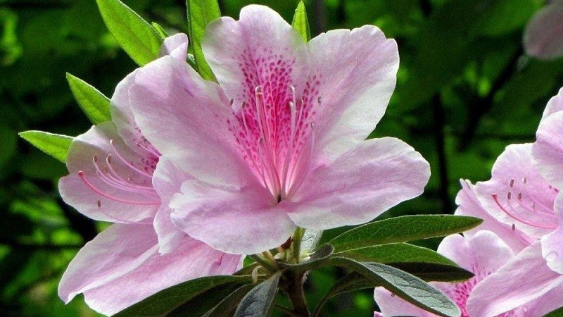 Ngoài ra, cây cảnh này có nhiều ý nghĩa tốt đẹp như làm ăn phát đạt, sự nghiệp ổn định, may mắn,... Có thể nói đây là loài hoa mang nhiều ý nghĩa tốt đẹp.