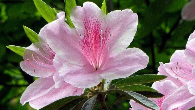 Ngoài ra, cây cảnh này có nhiều ý nghĩa tốt đẹp như làm ăn phát đạt, sự nghiệp ổn định, may mắn,... Có thể nói đây là loài hoa mang nhiều ý nghĩa tốt đẹp.