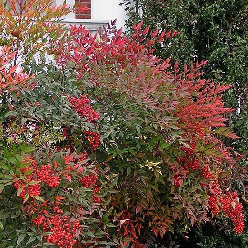 Mặc dù cây cảnh này không phải là cây tre, nhưng nó cũng có thân trông giống như đốt tre, vì vậy nó tượng trưng cho sự tiến bộ và hòa bình... Do đó nó cũng mang lại cho mọi người cảm giác như ở thế giới khác, tươi mới và thanh lịch.