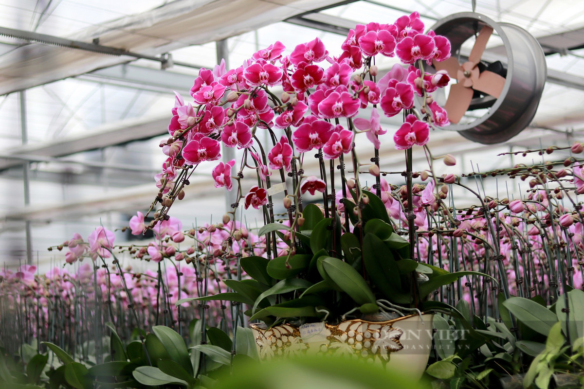  Ngoài ra, nó còn tượng trưng cho sự nghiệp thành công, trường thọ và sức khỏe, sự đoàn tụ vĩnh cửu, hạnh phúc cao quý, tình yêu êm đẹp,... nên đã trở thành loài hoa không thể thiếu của nhiều người giàu có. Nó cũng đã trở thành loài hoa mà nhiều người tặng cho người thân và bạn bè, đối tác...