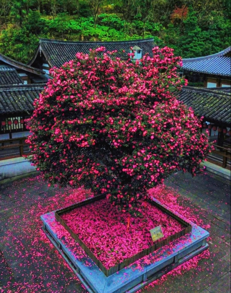 Hoa trà trắng tượng trưng cho sự tinh khiết, thanh tao, giúp thanh lọc năng lượng không gian, thích hợp đặt trong phòng làm việc hoặc phòng ngủ để tạo không gian yên tĩnh, thoải mái.