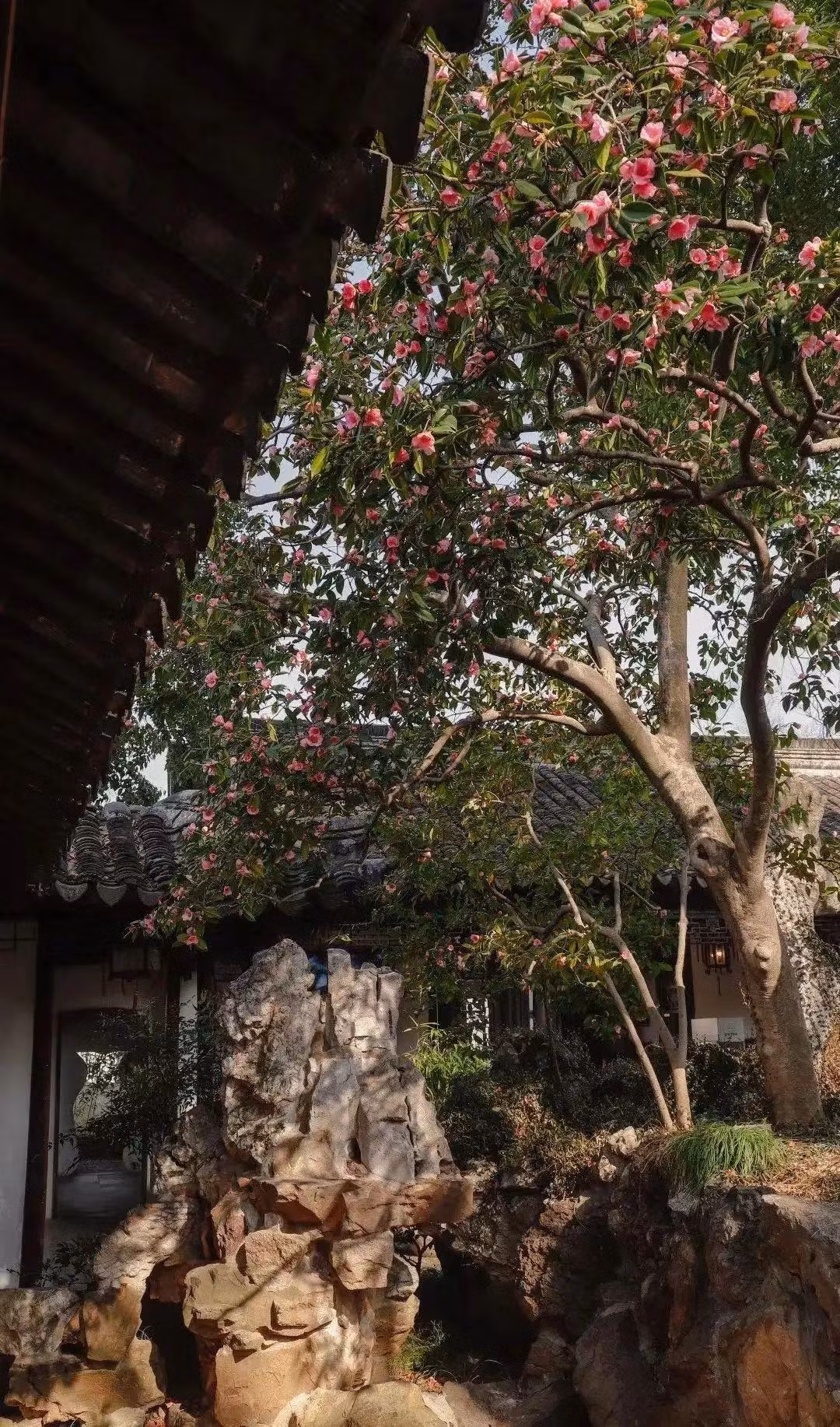  Ngoài ra, mỗi màu hoa trà khác nhau lại có ý nghĩa khác nhau trong phong thủy. Ví dụ hoa trà đỏ tượng trưng cho sự nhiệt tình và niềm vui, được cho là có tác dụng tăng cường sức sống và sự ấm áp trong ngôi nhà. Rất phù hợp cho những nơi công cộng như phòng khách hoặc tiền sảnh.