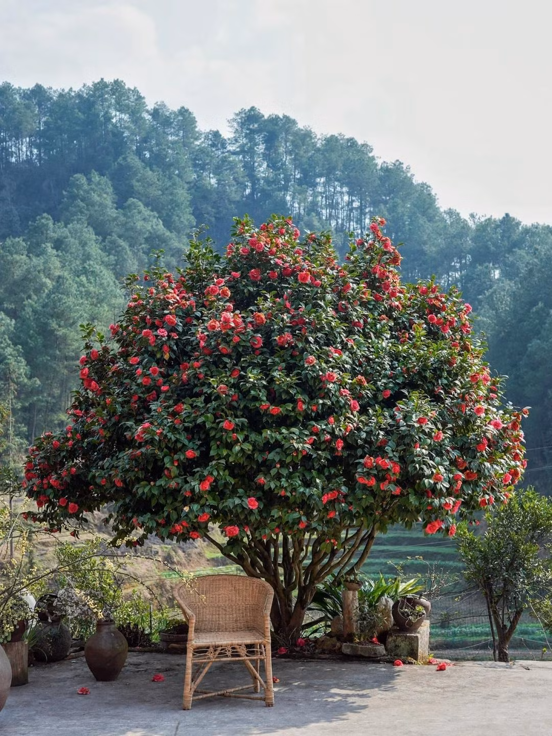 Hoa trà cũng có tuổi thọ rất cao, có thể lên đến hàng trăm năm, được coi là cây cảnh có phúc khí, truyền đời từ thế hệ này qua thế hệ khác nên càng được yêu thích. 