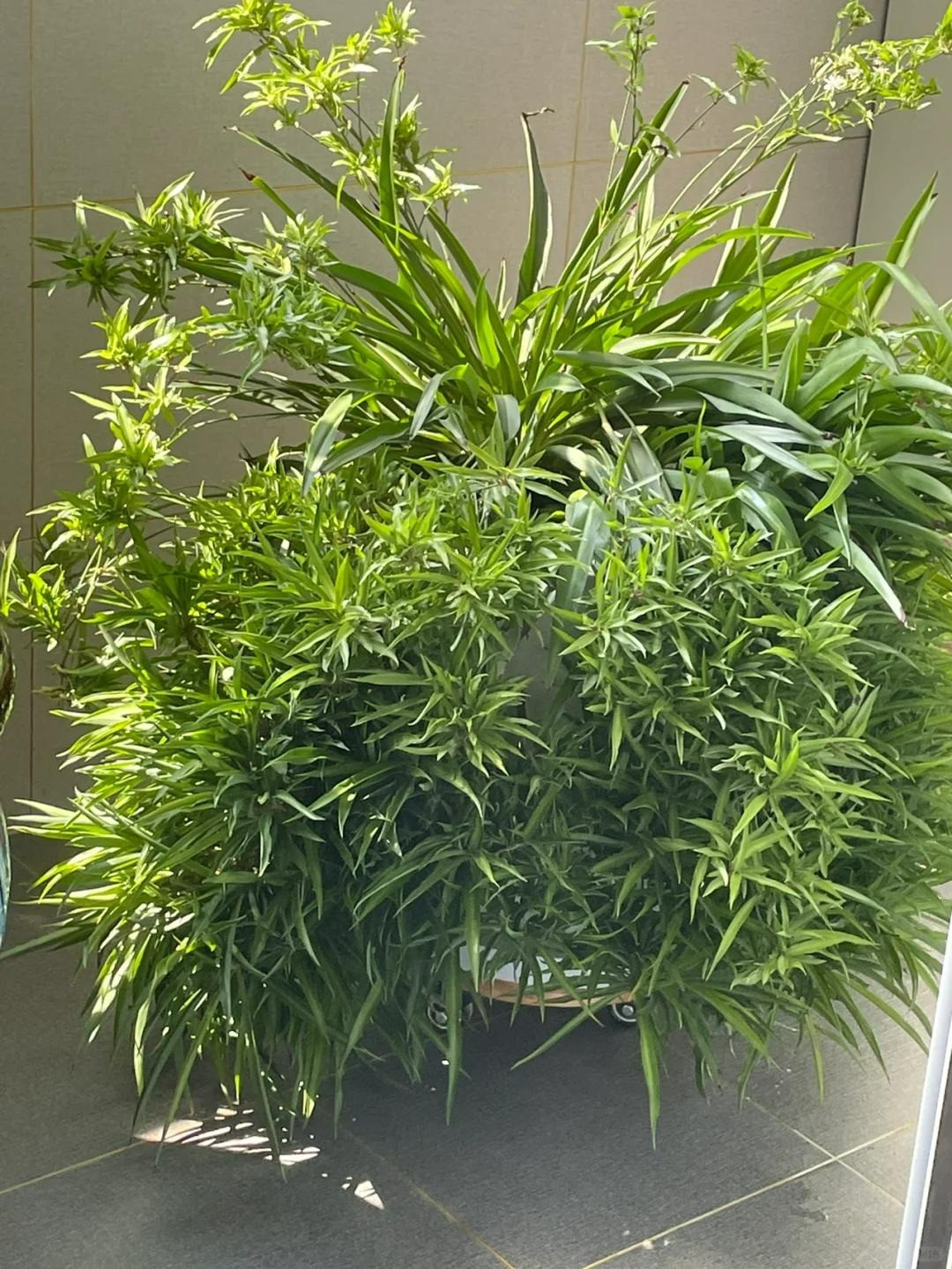 4 cây cảnh cùng tên khác họ, người giàu thích trồng trong nhà - Hình 7 4 cay canh cung ten khac ho, nguoi giau thich trong trong nha-Hinh-7