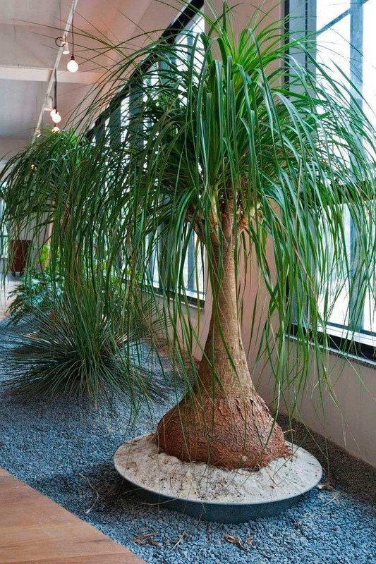 4 cây cảnh cùng tên khác họ, người giàu thích trồng trong nhà - Hình 4 4 cay canh cung ten khac ho, nguoi giau thich trong trong nha-Hinh-4