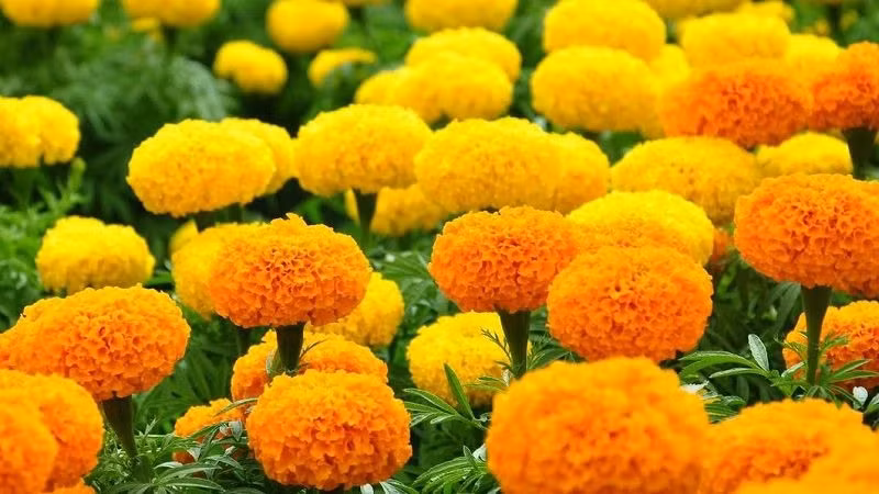 3 co, 4 khong trong Tet Han thuc, gia dinh binh an may man-Hinh-6