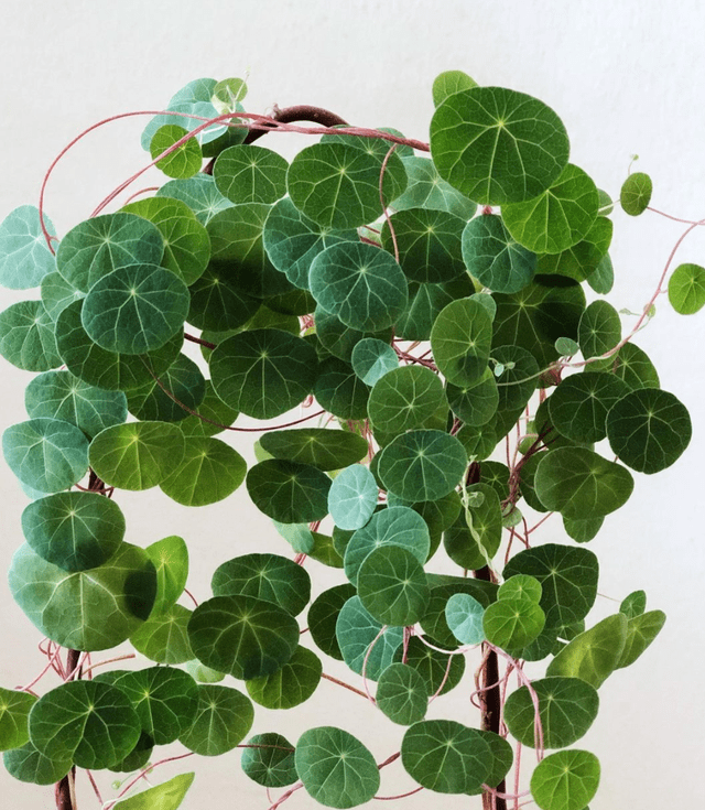  Cây cảnh này được ưa chuộng vì vẻ ngoài giản dị và lá xanh ngọc lục bảo, mọng nước. Lá nhẵn và tròn, tỏa ra ánh sáng nhẹ, có hình dạng giống lá sen hoặc đồng xu, là biểu tượng của sự giàu có. 