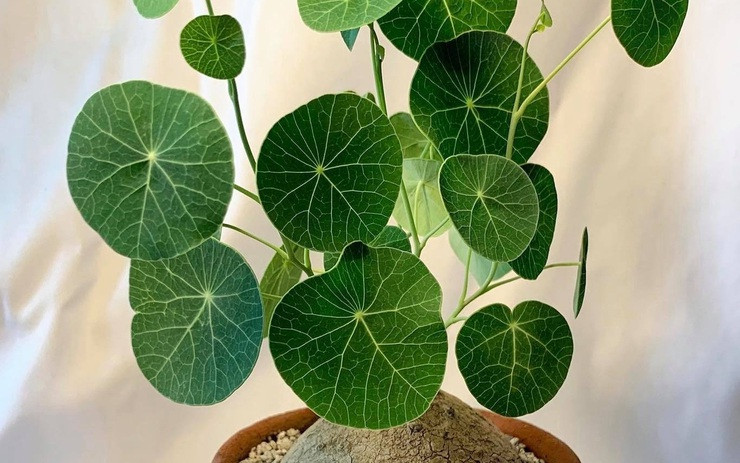  Củ rễ của nó có đặc điểm là hình cầu, màu nâu xám, nhìn giống như củ khoai tây, như cục đất, có người lại thấy nó như chú rùa núi, xù xì, thô ráp, lại giống như chiếc bình vôi. Theo thời gian trôi qua, kết cấu bề mặt củ bình vôi ngày càng rõ ràng, thể hiện dấu vết thời gian và sức sống mãnh liệt.