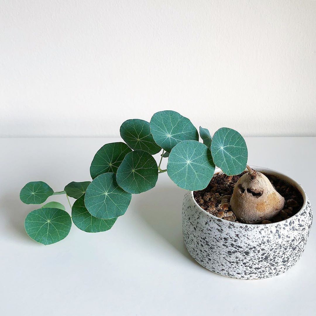 Cây cảnh bình vôi trong phong thủy sẽ đem đến may mắn cho gia chủ, những chiếc lá tròn tròn như những đồng xu nhỏ nhỏ, xinh xinh sẽ giúp mang về tiền tài, may mắn và bình an cho bạn. Vì ý nghĩa đó, ngày nay, có rất nhiều người trồng phong thủy cây bình vôi ngay tại nhà.