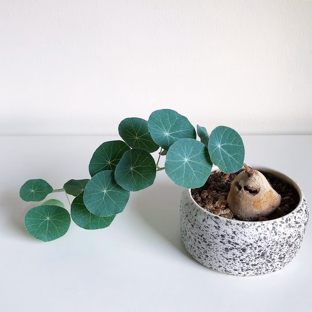 Cây cảnh bình vôi trong phong thủy sẽ đem đến may mắn cho gia chủ, những chiếc lá tròn tròn như những đồng xu nhỏ nhỏ, xinh xinh sẽ giúp mang về tiền tài, may mắn và bình an cho bạn. Vì ý nghĩa đó, ngày nay, có rất nhiều người trồng phong thủy cây bình vôi ngay tại nhà.