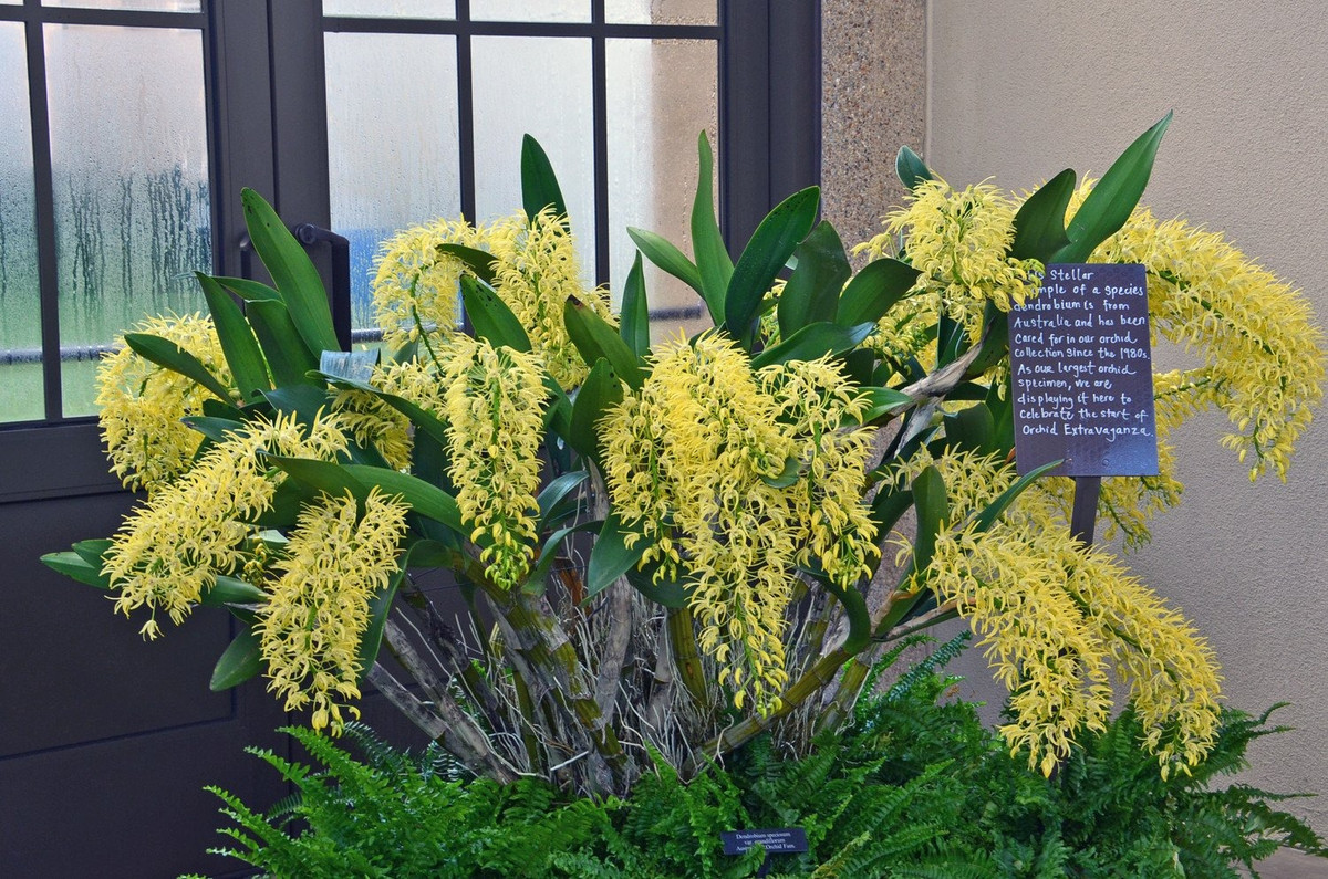 Nó thường mọc trên vỏ cây và có sức sống đáng kinh ngạc. Kết cấu của nó rất độc đáo, có nhiều phần, hoa giống như hoa lan, mỏng manh và đẹp. Ít ai biết rằng, loài hoa xinh đẹp này bước vào đời sống con người là do giá trị chữa bệnh của chúng, sau đó mới được phát triển thành cây cảnh được yêu thích. 