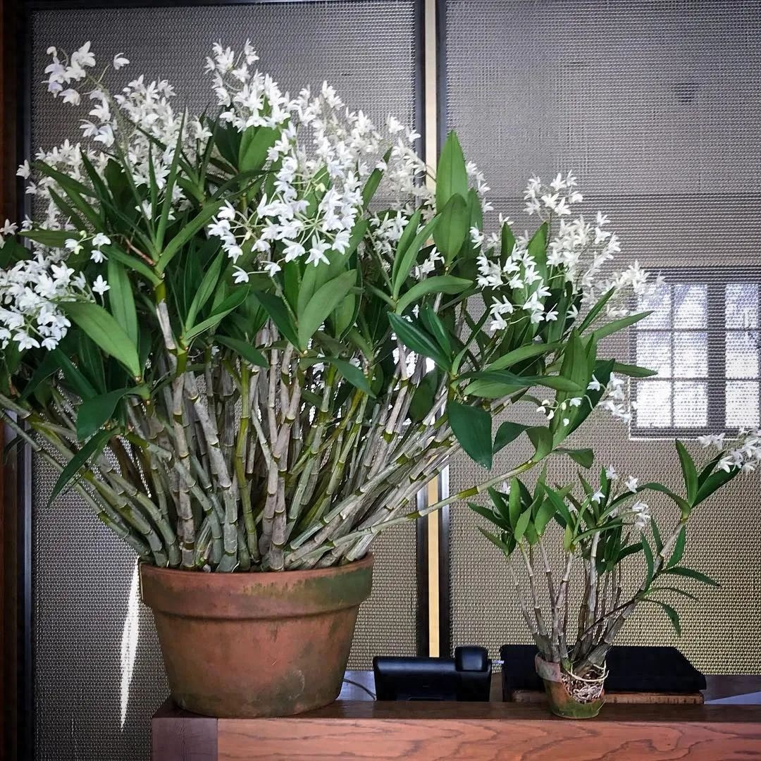 Cây cảnh Lan hoàng thảo: Lan hoàng thảo (Dendrobium) còn được gọi là thiết bì thạch hộc hay là kim thoa thạch hộc, hắc tiết thảo, hoàng thảo hay ngắn gọn là thạch hộc hay "cỏ tiên". 