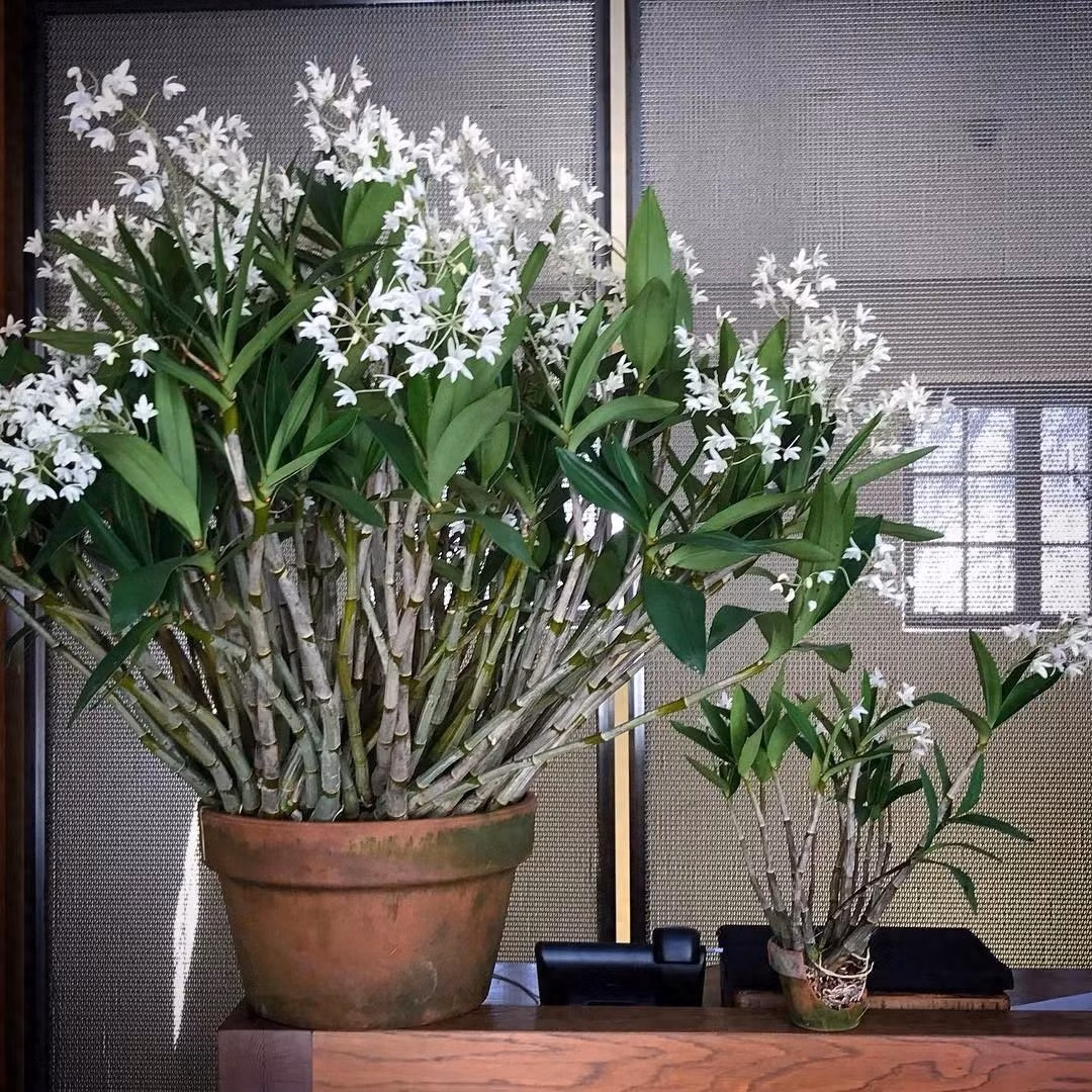 Cây cảnh Lan hoàng thảo: Lan hoàng thảo (Dendrobium) còn được gọi là thiết bì thạch hộc hay là kim thoa thạch hộc, hắc tiết thảo, hoàng thảo hay ngắn gọn là thạch hộc hay "cỏ tiên". 