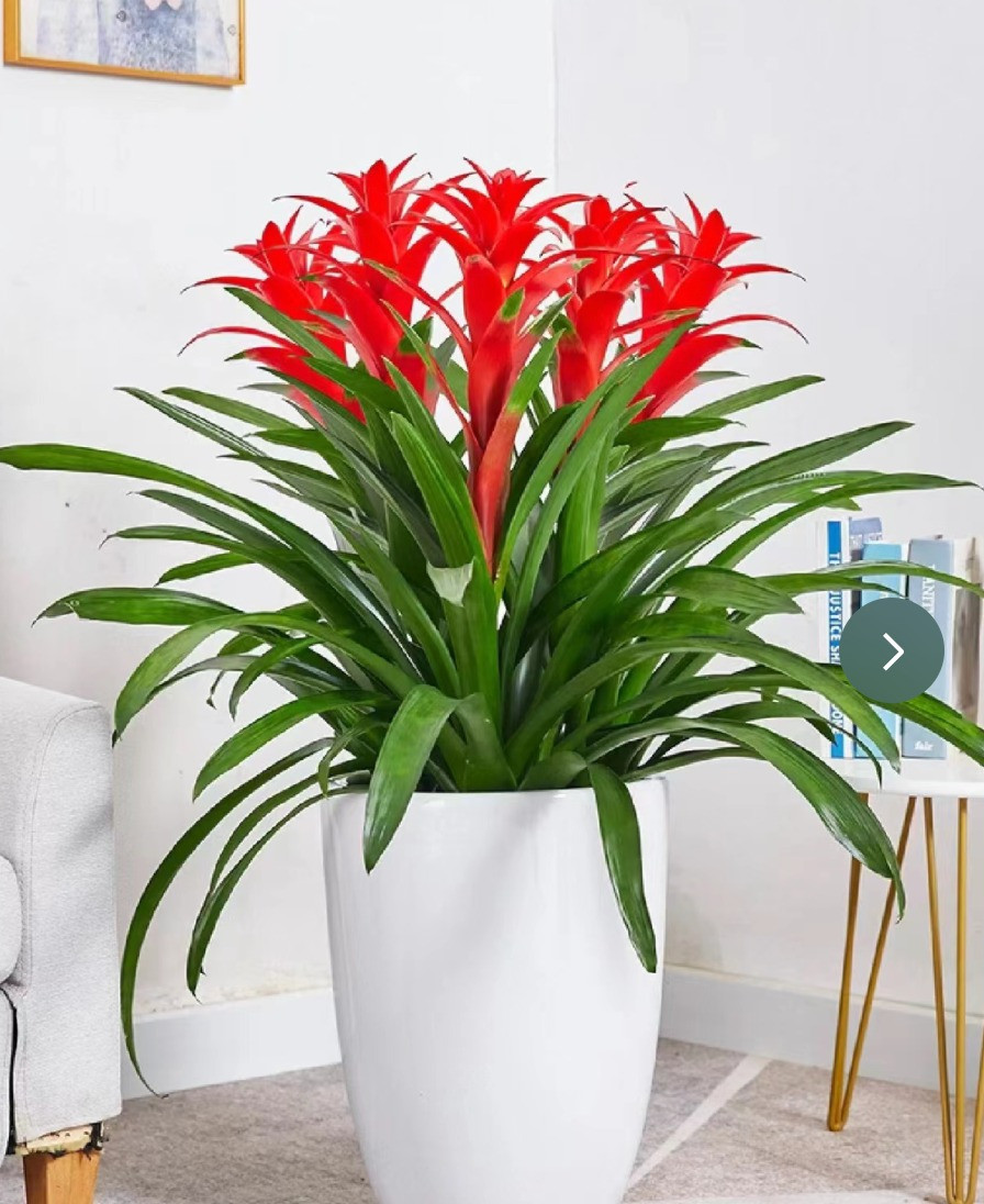  Dứa cảnh nến đỏ có lá cây xanh mướt, thanh mảnh, bắt mắt. Hoa của cây cảnh này lớn, mọc trên đỉnh, trông giống như ngọn lửa đang cháy, nồng nhiệt, không kiềm chế và vui vẻ. Điều này có nghĩa: May mắn luôn ở đó.