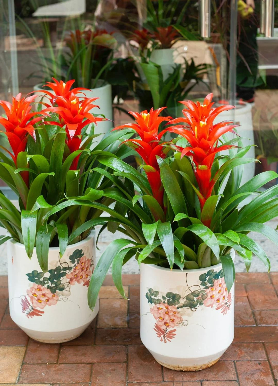 1. Cây cảnh: Dứa cảnh nến đỏ. Dứa cảnh nến tên tiếng Anh là Chrismas candle tức là Nến Giáng sinh là một loài hoa rất tốt lành. Ngoài ra, cây cảnh này còn có nhiều cái tên tốt lành khác như dứa cảnh lệ, cây dứa cánh sen, cây ngôi sao đỏ, cây ngọn lửa đỏ, cây phong lộc hoa. 