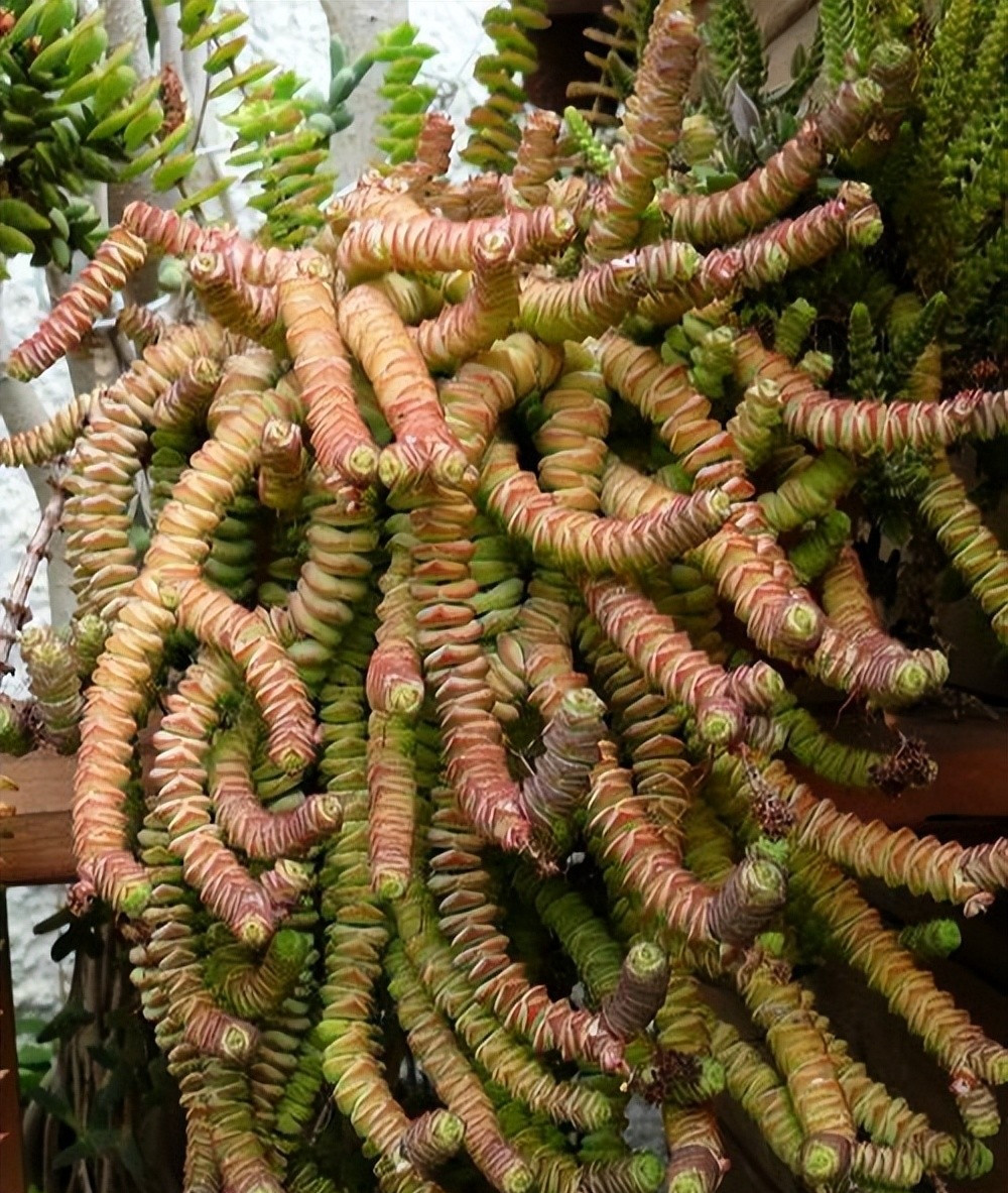 1. Cây cảnh: Chuỗi tiền. Cây cảnh chuỗi tiền hay còn gọi là sen đá chuỗi tiền, là một loại cây mọng nước có tên khoa học là Crassula perforata. Thân rễ và lá của nó được kết nối với nhau như những đồng xu cổ, rất thú vị. Tuy nhiên một số tâm hồn ăn uống lại nhìn nó này như "xiên thịt". 