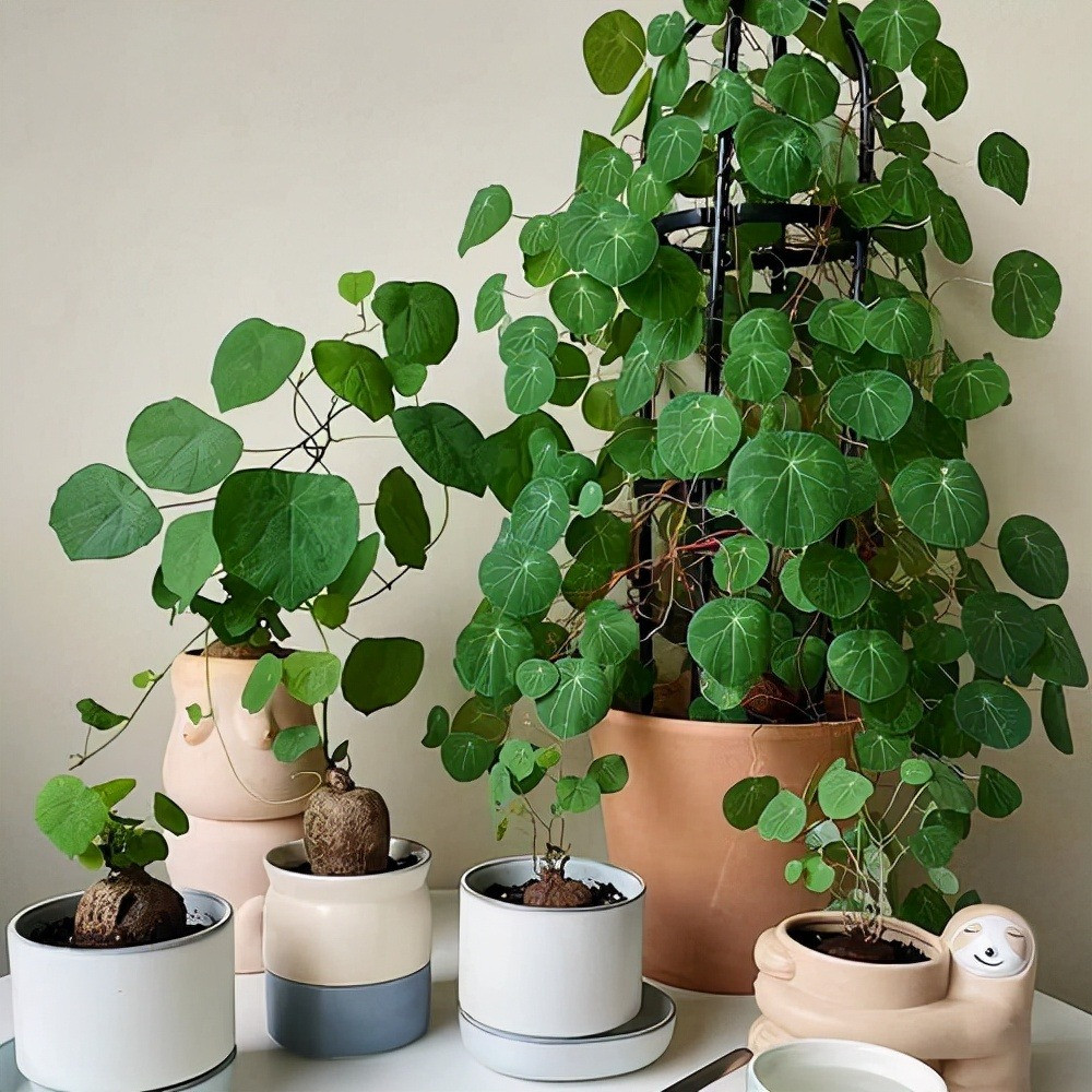 Cây này không chỉ có tác dụng trang trí đẹp mắt mà còn có tác dụng tích cực trong việc điều chỉnh phong thủy, có thể tăng cường năng lượng tích cực, giảm cảm xúc tiêu cực, loại bỏ tác dụng phụ, thu hút tài lộc và xua đuổi tà ma.