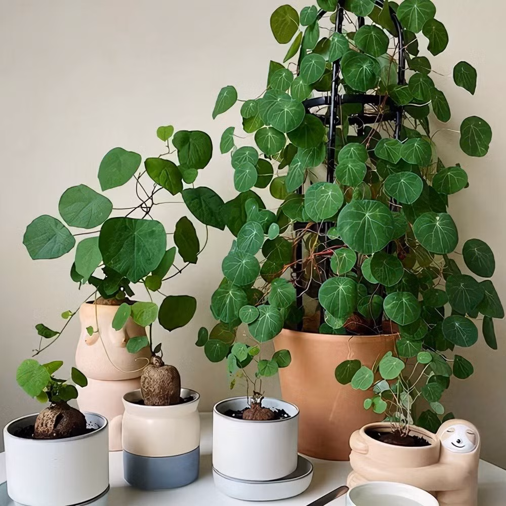 Cây này không chỉ có tác dụng trang trí đẹp mắt mà còn có tác dụng tích cực trong việc điều chỉnh phong thủy, có thể tăng cường năng lượng tích cực, giảm cảm xúc tiêu cực, loại bỏ tác dụng phụ, thu hút tài lộc và xua đuổi tà ma.