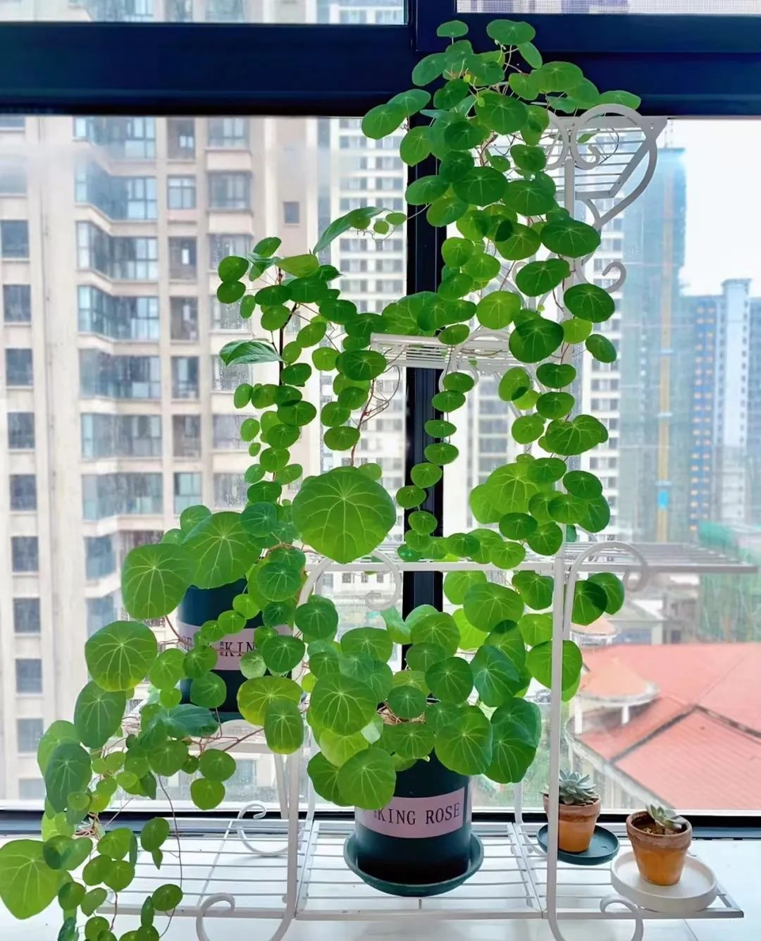 2. Cây cảnh: Bình vôi. Chi Bình vôi hay chi Thiên kim đằng (danh pháp khoa học: Stephania) là một chi thực vật có hoa trong họ Biển bức cát (Menispermaceae). 