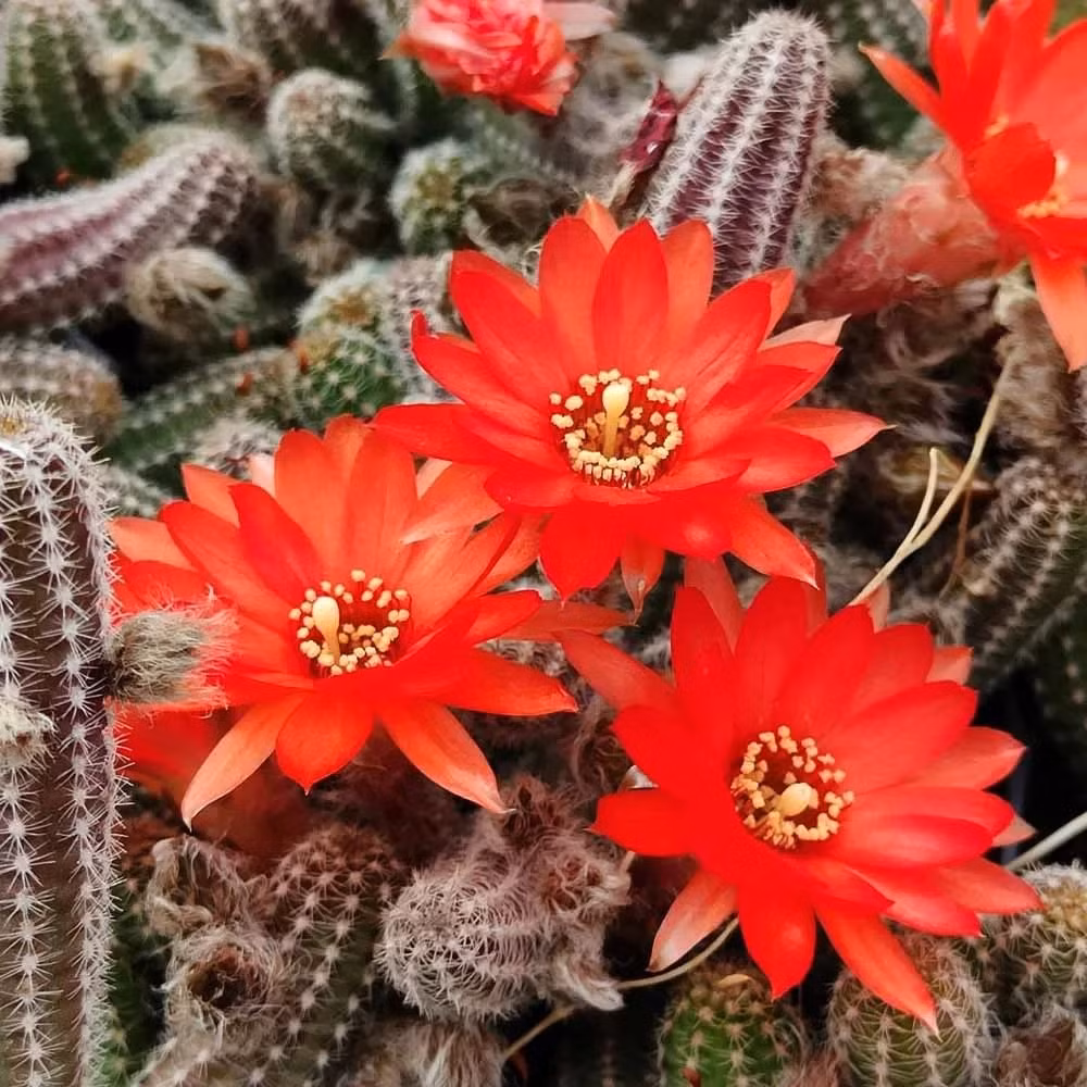 Cay canh ky quai nhu 'doa nguoi', giup tran trach, giu nha-Hinh-7