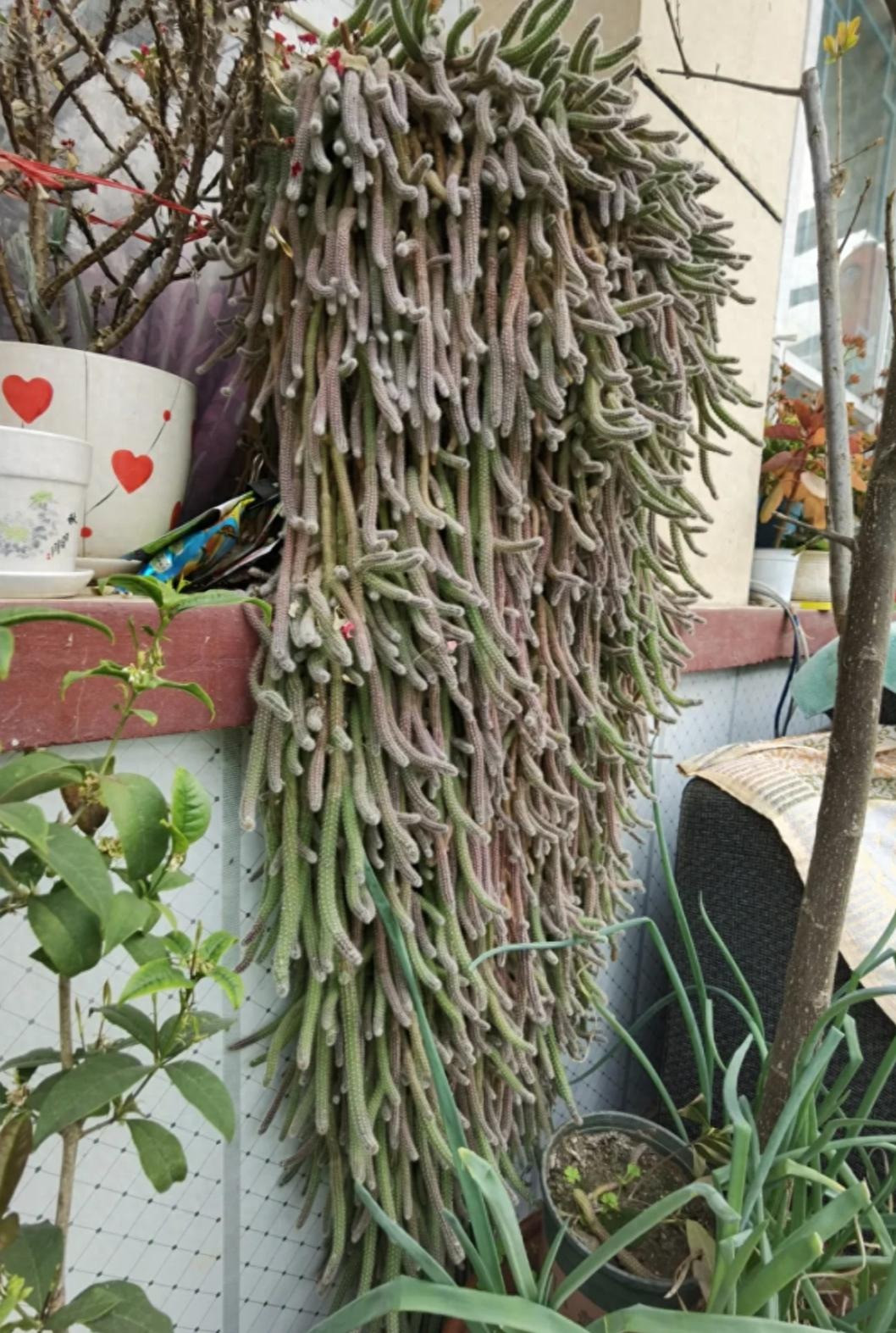 Cay canh ky quai nhu 'doa nguoi', giup tran trach, giu nha-Hinh-5