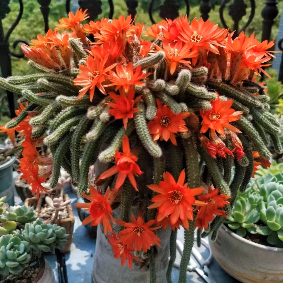 Cay canh ky quai nhu 'doa nguoi', giup tran trach, giu nha-Hinh-16