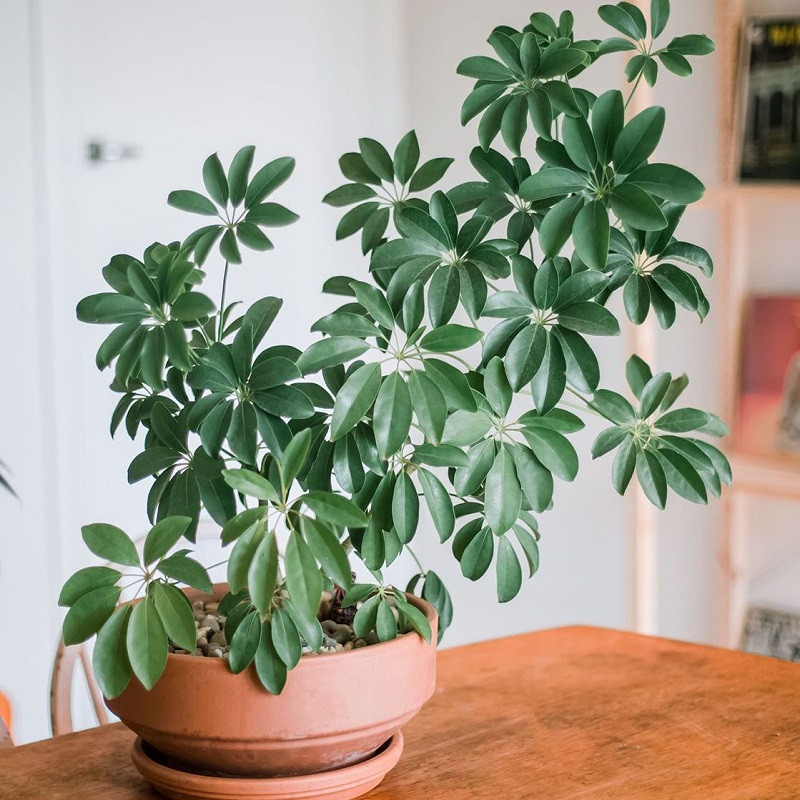  7. Thanh lọc không khí. Cây cảnh này còn là bậc thầy thanh lọc không khí. Nếu ai đó hút thuốc ở nhà, bạn phải đặt một chậu ngũ gia bì. Cây cảnh này có thể làm giảm tác hại của nicotin đối với cơ thể con người và ngăn mùi thuốc. 