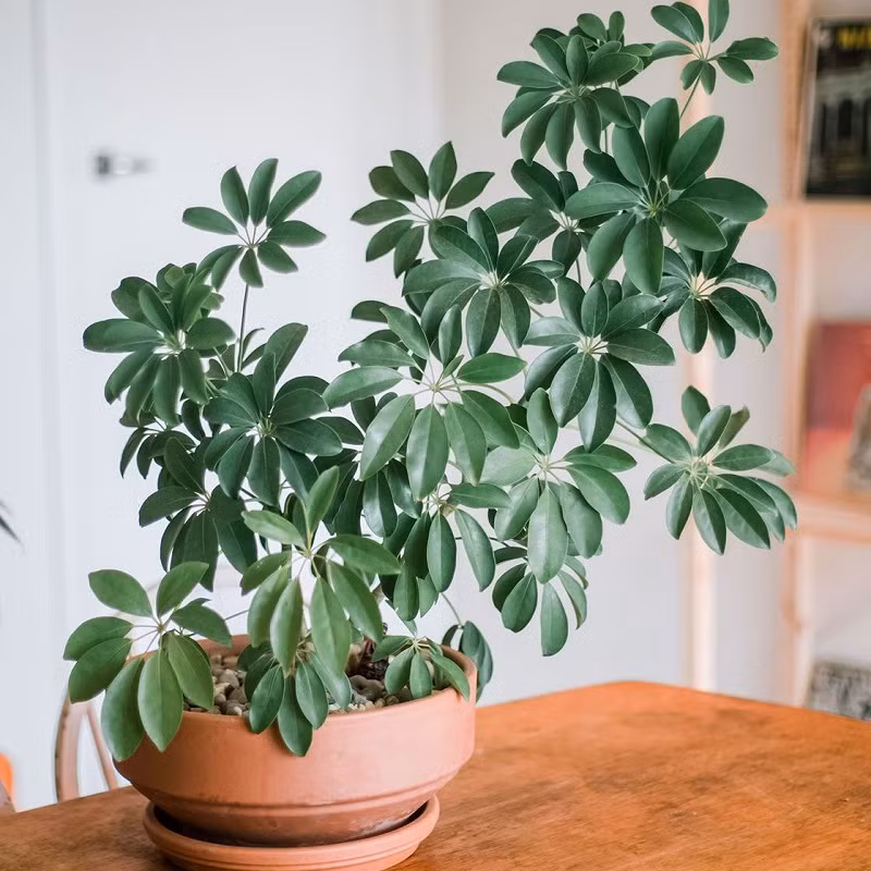  7. Thanh lọc không khí. Cây cảnh này còn là bậc thầy thanh lọc không khí. Nếu ai đó hút thuốc ở nhà, bạn phải đặt một chậu ngũ gia bì. Cây cảnh này có thể làm giảm tác hại của nicotin đối với cơ thể con người và ngăn mùi thuốc. 