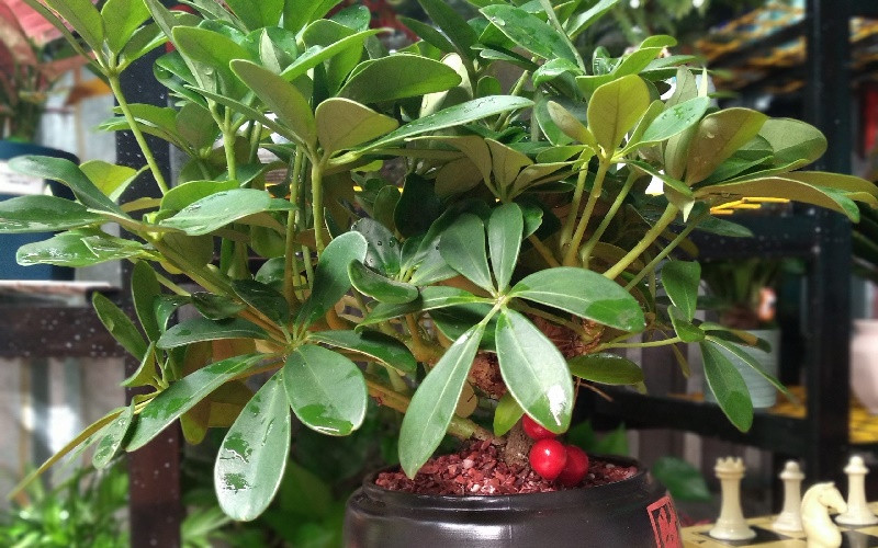  8. Làm thuốc. Cây cảnh này cũng là một loại cây thảo dược quý dùng để chữa nhiều bệnh khác nhau như: Suy nhược cơ thể, chữa trị các bệnh về xương khớp, tăng cường hệ miễn dịch cho cơ thể…