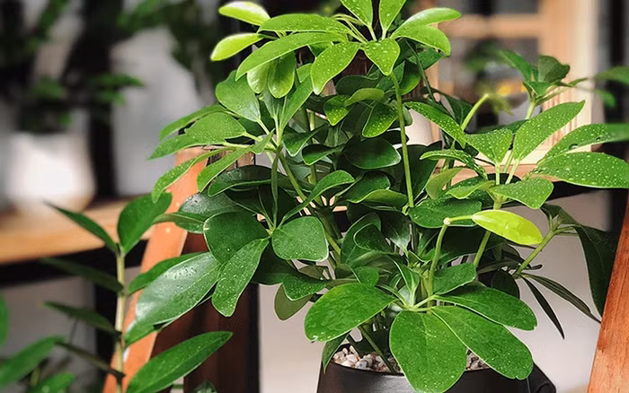  Nếu bạn chuyển về nhà mới cũng nên đặt vài chậu cây cảnh này vì ngũ gia bì là khắc tinh của formaldehyde. Cây cảnh ngũ gia bì có mùi hương giống như mùi hương của cây bạc hà, khiến muỗi sợ hãi mà tránh xa. Vì vậy nhiều gia đình chọn trồng cây cảnh này xung quanh nhà để đuổi muỗi và côn trùng có hại cho con người. 