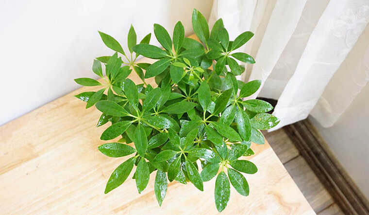  Trong cuộc sống, ngũ gia bì có thể nhắc nhở mọi người duy trì thái độ lạc quan, hướng tới tương lai với hy vọng và tiếp tục theo đuổi ước mơ của mình. Như vậy, trong phong thủy, cây cảnh ngũ gia bì đóng vai trò quan trọng, không chỉ có tác dụng xua đuổi tà ma mà còn có thể mang lại sự giàu có. 