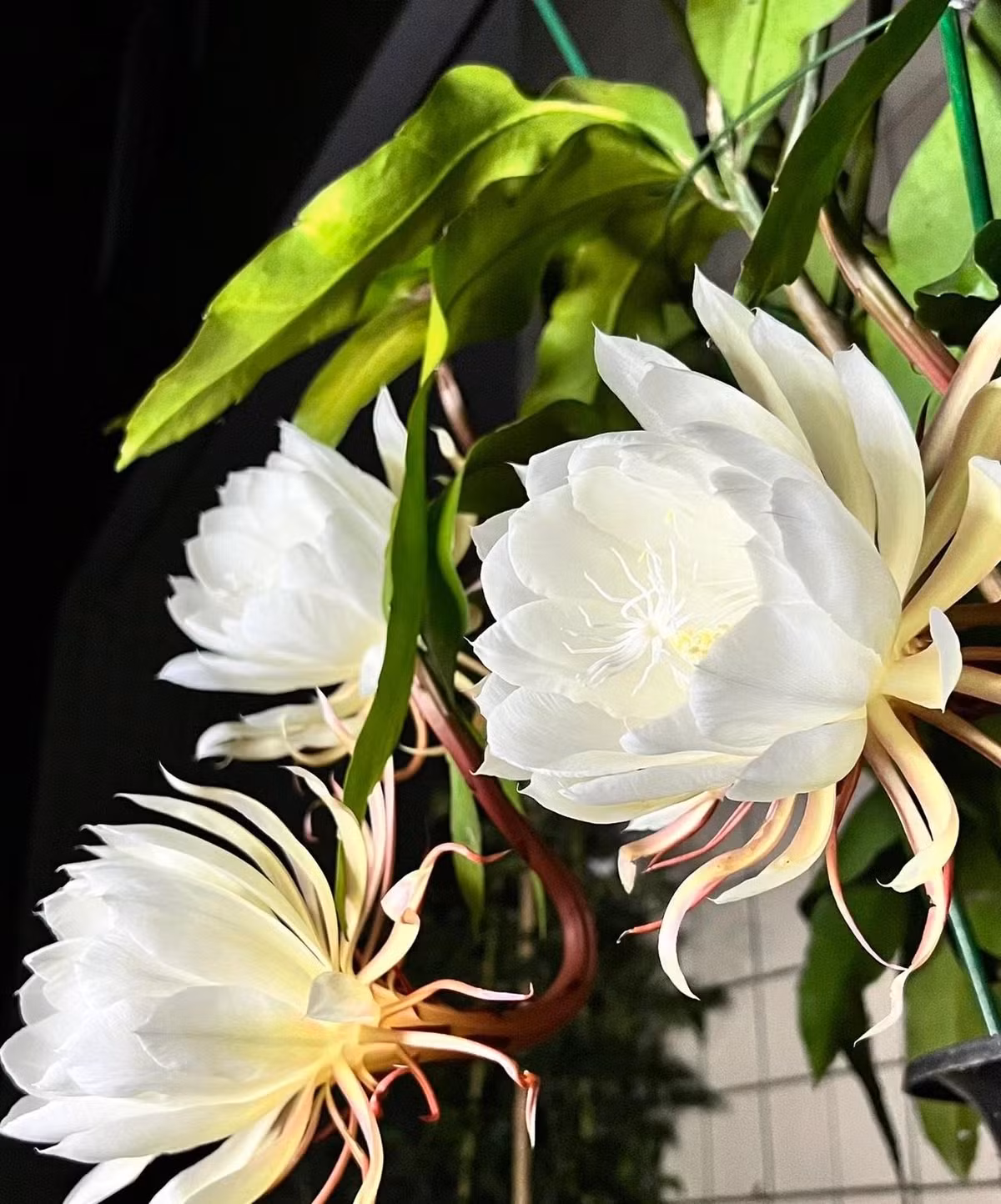 Cây cảnh “tiên hoa”, vẻ đẹp ngắn ngủi nhưng vĩnh hằng - Hình 11 Cay canh “tien hoa”, ve dep ngan ngui nhung vinh hang-Hinh-11