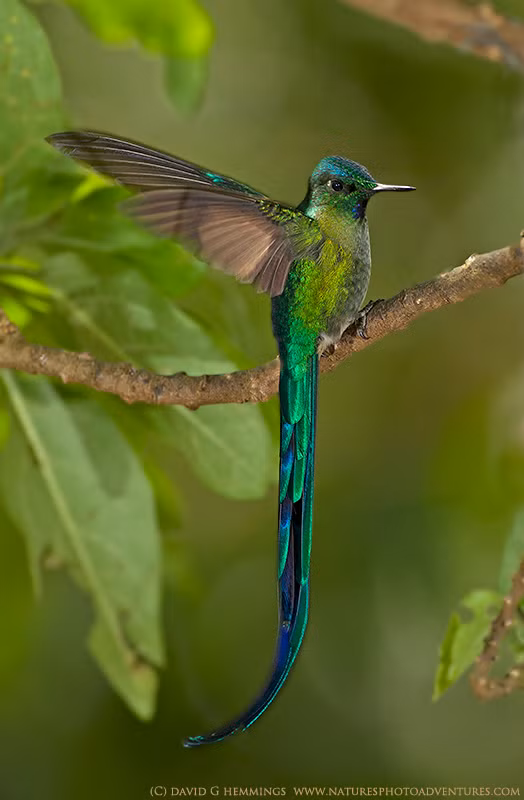 Những con đực của loài chim ruồi này có thể có một chiếc đuôi dài đến mức làm ảnh hưởng tới khả năng bay của chúng nên chúng phải luyện tập để trở thành một phi công cực kỳ xuất sắc và có thể lọt vào mắt xanh của các “cô nàng” khi đến tuổi "cập kê".