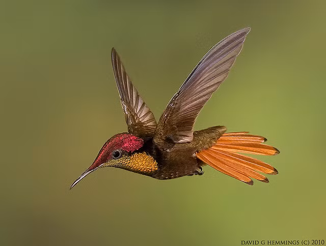 Sở hữu ngoại hình nhỏ nhắn, xinh xắn nhưng chim ruồi topa lại là loài có ý thức bảo vệ lãnh thổ cực kỳ cao.